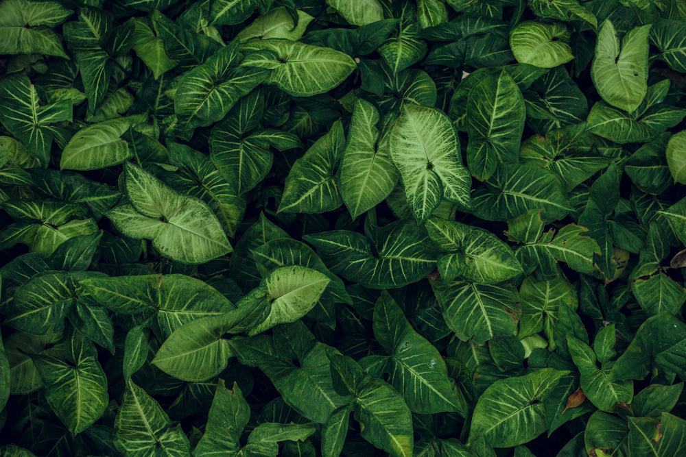 01 / FRESH LEAVES