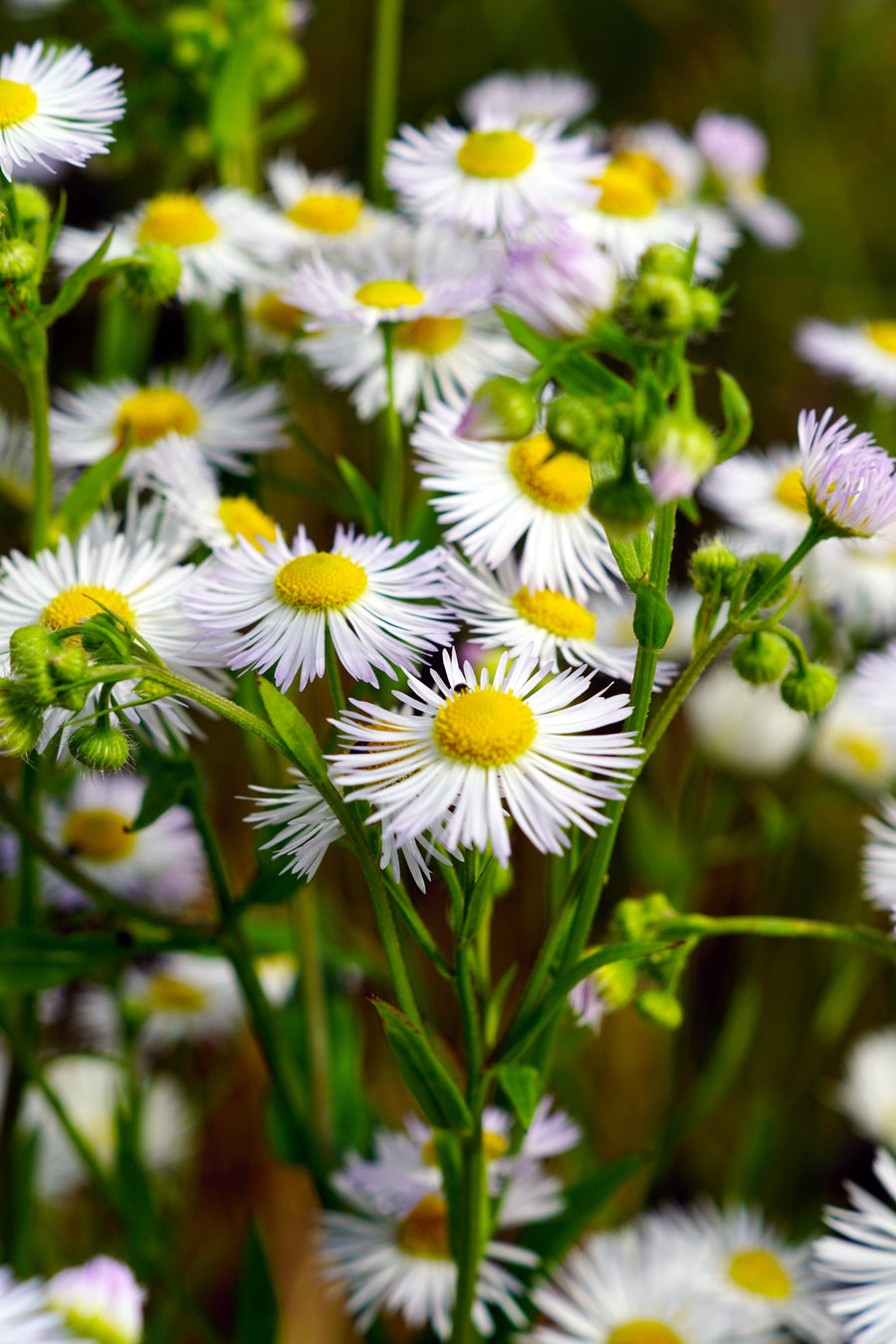 01. Wild Chamomile Flowers